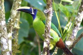Tucancillo Verde (Aulacorhynchus prasinus)