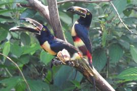 Tucancillo Collarejo (Pteroglossus torquatus)